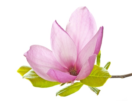 pink magnolia flower isolated on whiteの写真素材