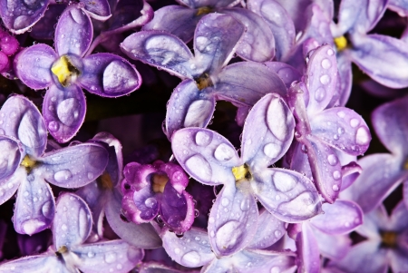 dewy lilac flowersの写真素材