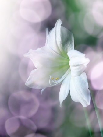 lily and bokehの写真素材