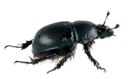 beetle scarab の写真素材