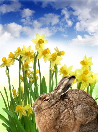 easter hareの写真素材