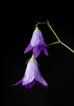 two bell flowersの写真素材