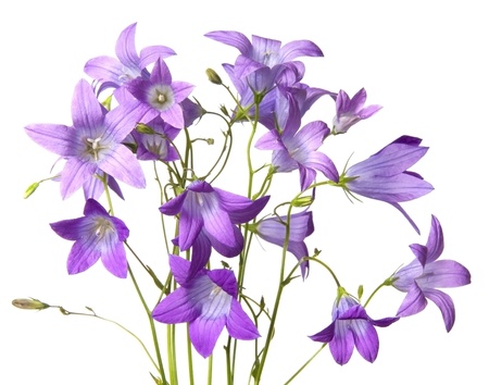 bunch of bell flowersの写真素材