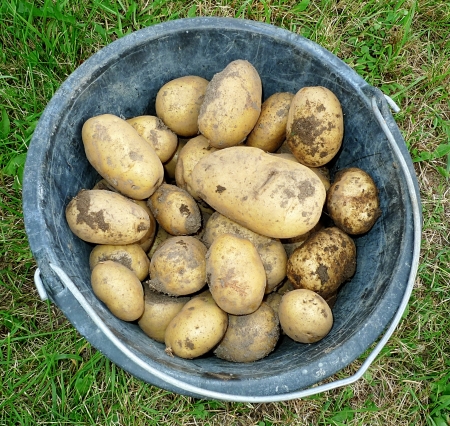 potatoes in the gardenの写真素材