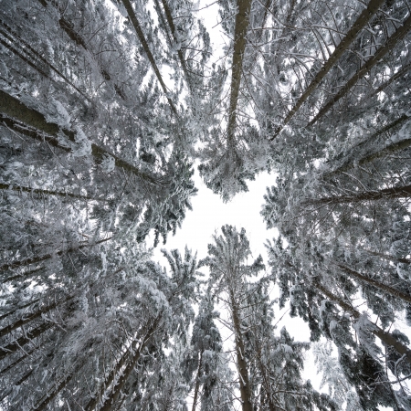  winter forestの写真素材