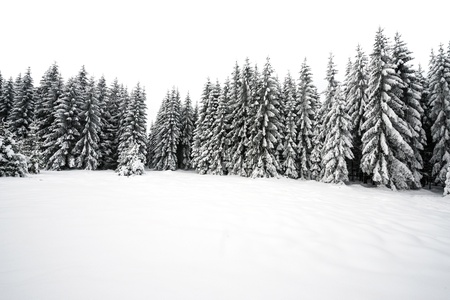 white winter forestの写真素材