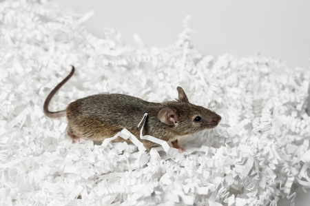 mouse in a papersの写真素材