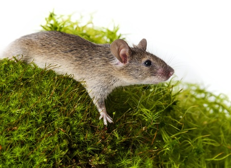 mouse on a green moosの写真素材
