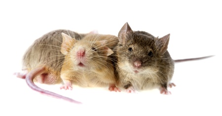 mice isolatedの写真素材