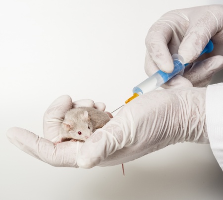 testing drugs and vaccine on miceの写真素材