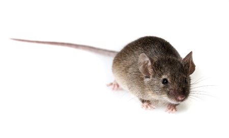 a mouse isolated on a white backgroundの写真素材