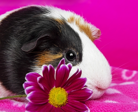 cute guinea pig with a pink flower - pink backgroundの写真素材