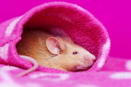cute little mouse resting in a sleeveの写真素材
