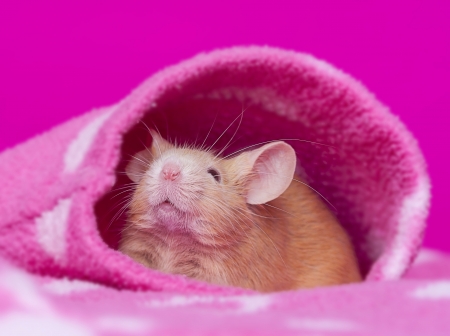 cutelittle mouse - pink backgroundの写真素材