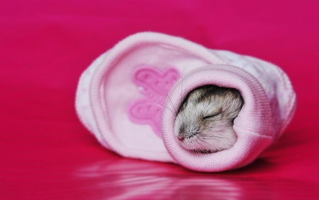 cute little mouse sleeping in a little pink shoeの写真素材