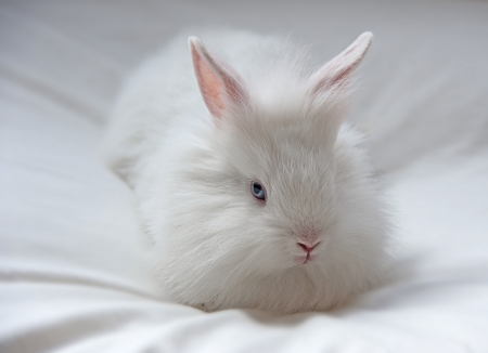 little white rabbitの写真素材
