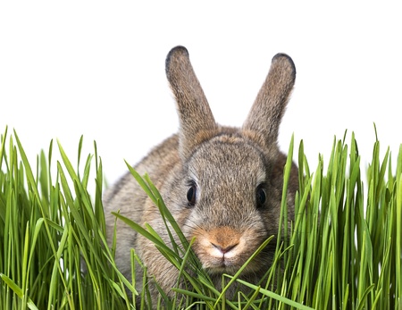 little brown rabbit in spring grass - white backgroundの写真素材
