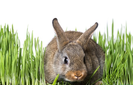 spring rabbitの写真素材