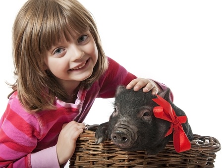 a little girl with a little black pig in a basketの写真素材