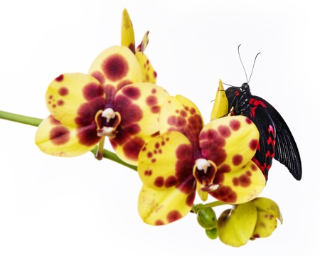 tropical butterfly on an orchidの写真素材