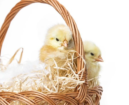 a basket with easter chickens