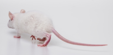white rat back side - walkingの写真素材