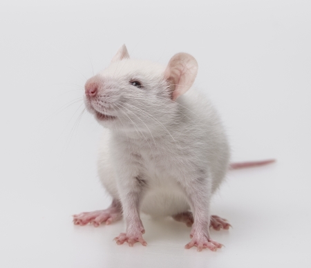 white mouseの写真素材