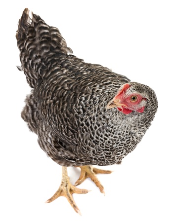 hen isolated on white backgroundの写真素材