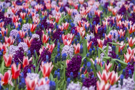 spring flower bed in the gardenの写真素材