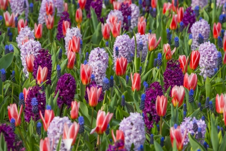 spring flowersの写真素材