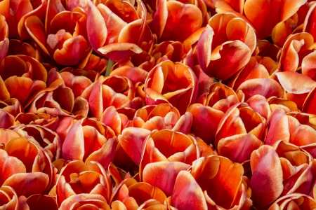 tulips close upの写真素材