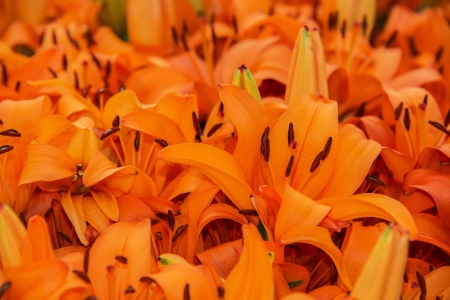 lily in detailの写真素材