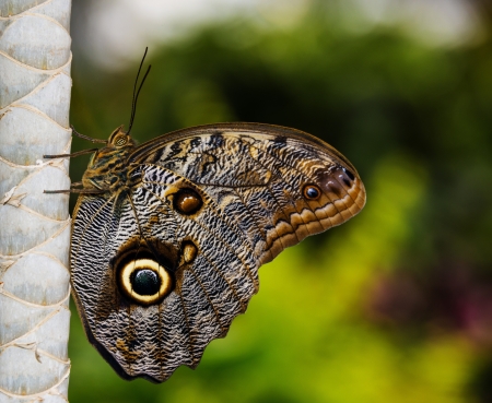 tropical butterflyの写真素材