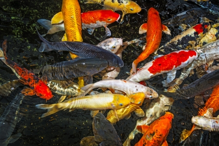 koi carps close upの写真素材