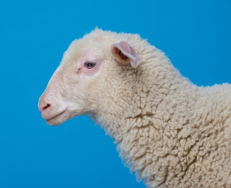 lamb  - portrait on a blue backgroundの写真素材