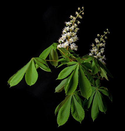 chestnut tree flower - isolated on blackの写真素材
