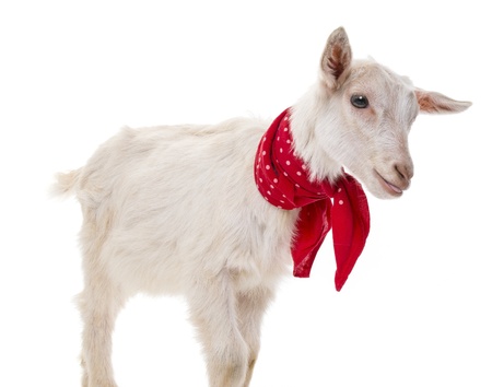 funny goat on a white backgroundの写真素材