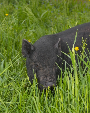 a black vietnamese pig eating grassの写真素材