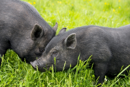 cute black vietnamese pigsの写真素材