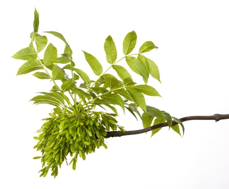 green spring branch の写真素材