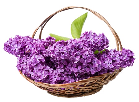 pink lilac in a basket isolated on  white の写真素材