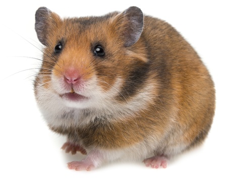 cute hamster isolated on a white backgroundの写真素材