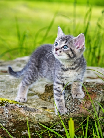a cute little kitten in the gardenの写真素材