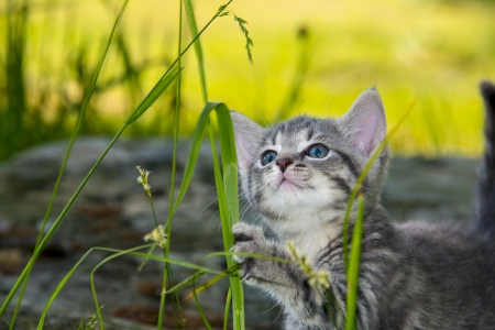 cute little kitten playing  in the gardenの写真素材
