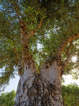 old olive treeの写真素材