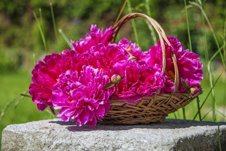 a basket with peony in the gardenの写真素材