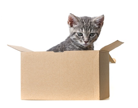 kitten in a box - pet giftの写真素材