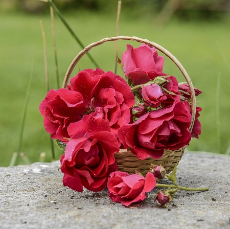 little basket with roses in grassの写真素材
