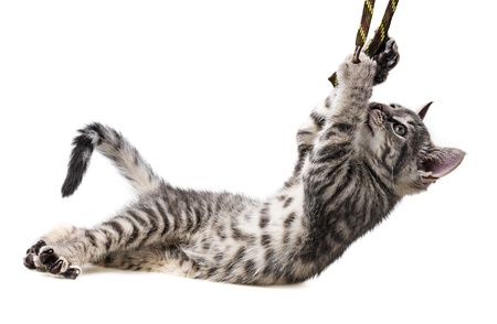 little kitten playingの写真素材