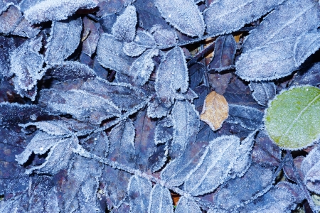 blue winter background from frozen leavesの写真素材